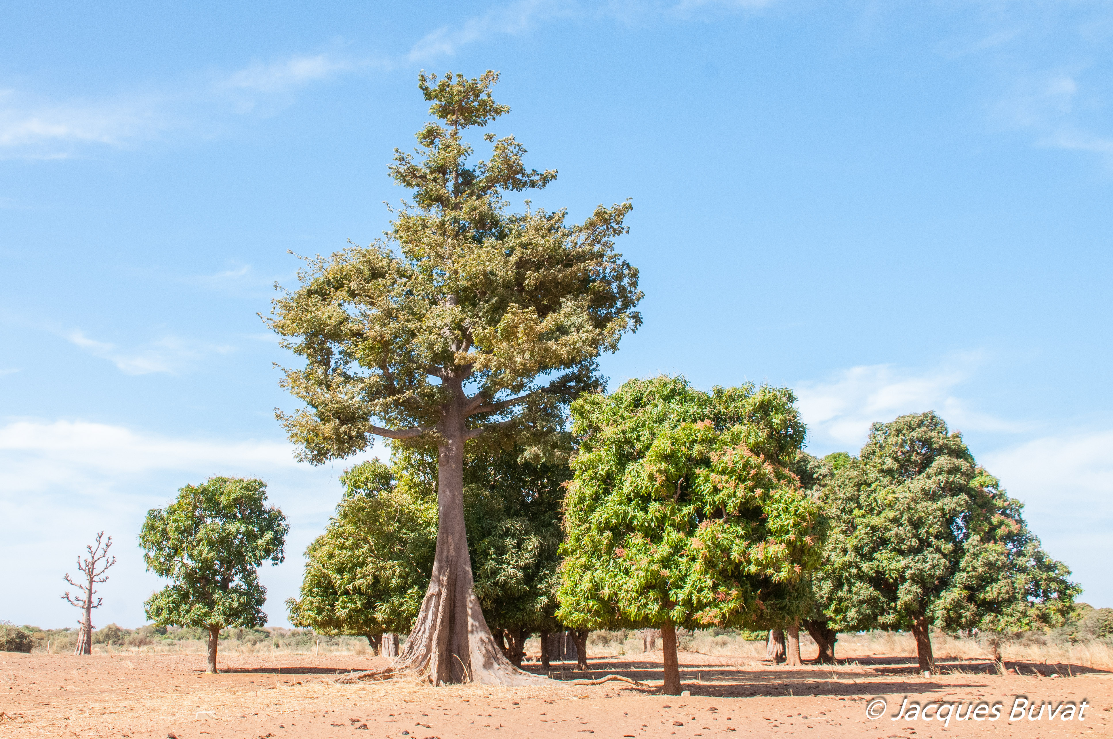 Le grand Fromager, ou Kapokier (Ceiba Pentadra, variètè Guinéensis), proche de l'abreuvoir de Thiafoura, Région de Thiès, Sénégal. 